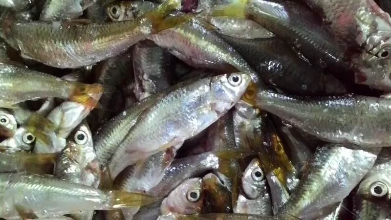 ikan bilih basah